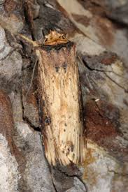 Attēlu rezultāti vaicājumam “Axylia putris”