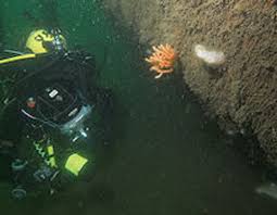 Image result for Breakwater Divers