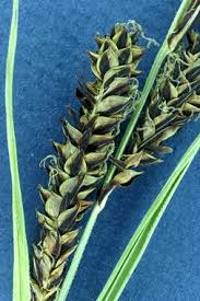 Attēlu rezultāti vaicājumam “Carex panicea fruit”