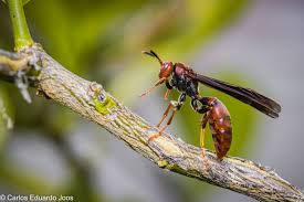Attēlu rezultāti vaicājumam “Polistes”