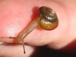 Attēlu rezultāti vaicājumam “Malacolimax tenellus”