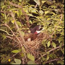 Image result for Hesperiphona vespertina