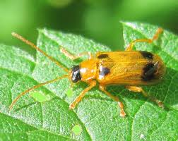 Attēlu rezultāti vaicājumam “Phyllobrotica quadrimaculata”