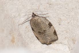 Attēlu rezultāti vaicājumam “Lozotaenia forsterana”