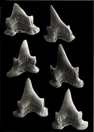 Image result for Poroderma pantherinum