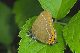 Attēlu rezultāti vaicājumam “Satyrium pruni”