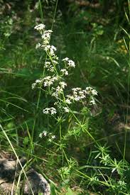 Attēlu rezultāti vaicājumam “Galium elongatum flower”