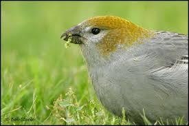 Attēlu rezultāti vaicājumam “Pinicola enucleator adult”