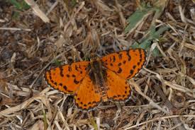 Attēlu rezultāti vaicājumam “Melitaea didyma male”