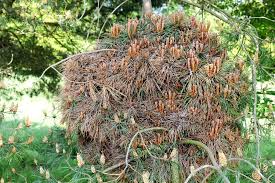 Attēlu rezultāti vaicājumam “Taphrina betulina”