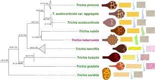 Attēlu rezultāti vaicājumam “Trichia botrytis var. cerifera stalked”