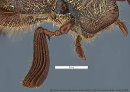 Attēlu rezultāti vaicājumam “Melolontha hippocastani”