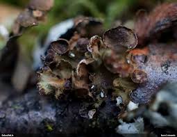 Attēlu rezultāti vaicājumam “Cetraria sepincola”