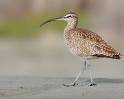 Image result for Numenius hudsonicus