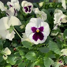 Image result for Viola wittrockiana