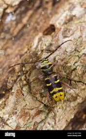 Attēlu rezultāti vaicājumam “Plagionotus detritus imago”