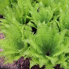 Attēlu rezultāti vaicājumam “Matteuccia struthiopteris”