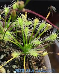 Attēlu rezultāti vaicājumam “Drosera intermedia”