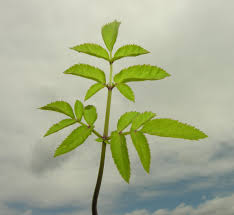 Attēlu rezultāti vaicājumam “Angelica palustris”