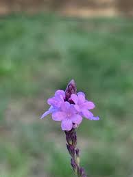 Image result for Verbena officinalis