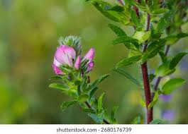 Attēlu rezultāti vaicājumam “Ononis arvensis flower”