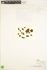 Attēlu rezultāti vaicājumam “Orthotrichum, Nyholmiella”