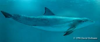 Image result for Tursiops truncatus
