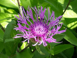 Attēlu rezultāti vaicājumam “Centaurea phrygia bud”