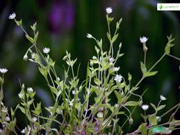 Attēlu rezultāti vaicājumam “Moehringia trinervia flower”