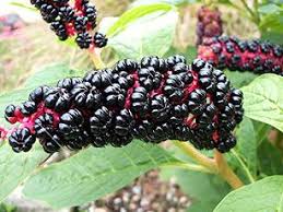 Attēlu rezultāti vaicājumam “Phytolaccaceae”