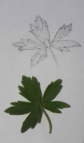 Attēlu rezultāti vaicājumam “Ranunculus acris leaf”