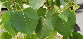 Attēlu rezultāti vaicājumam “Populus x jackii”