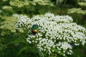 Attēlu rezultāti vaicājumam “Cenolophium denudatum leaf”