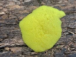 Attēlu rezultāti vaicājumam “Stemonitis fusca plasmodium”