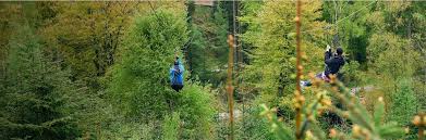 Image result for Go Ape! Grizedale