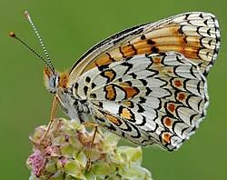 Attēlu rezultāti vaicājumam “Melitaea phoebe upperside”