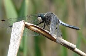 Attēlu rezultāti vaicājumam “Leucorrhinia caudalis”