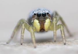 Attēlu rezultāti vaicājumam “Physatocheila smreczynskii”