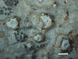 Attēlu rezultāti vaicājumam “Stictis”