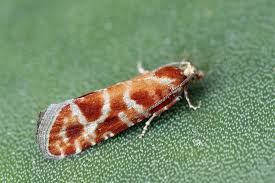 Attēlu rezultāti vaicājumam “Rhyacionia pinicolana”