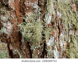 Attēlu rezultāti vaicājumam “Usnea filipendula”