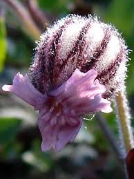 Attēlu rezultāti vaicājumam “Silene tatarica bud”