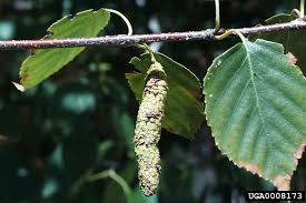 Attēlu rezultāti vaicājumam “Betula papyrifera leaf”