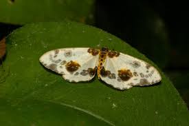 Attēlu rezultāti vaicājumam “Abraxas sylvata”