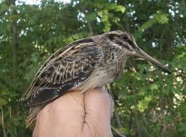 Image result for Lymnocryptes minimus