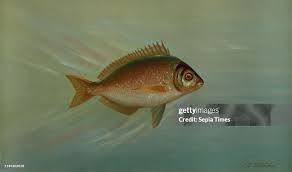 Image result for Tautoga onitis