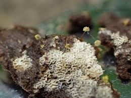 Attēlu rezultāti vaicājumam “Trechispora mollusca”