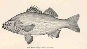 Image result for Morone americana