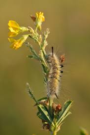 Attēlu rezultāti vaicājumam “Gynaephora selenitica larva”