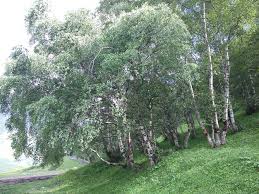 Attēlu rezultāti vaicājumam “Betula”